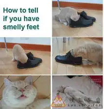 好奇害死了猫表情真亮