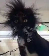 好奇害死猫表情包gif微