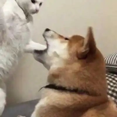 一对两张带猫的情头头像
