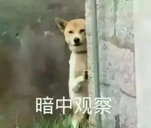 王某某你睡了吗我们吃瓜狗狗睡不着