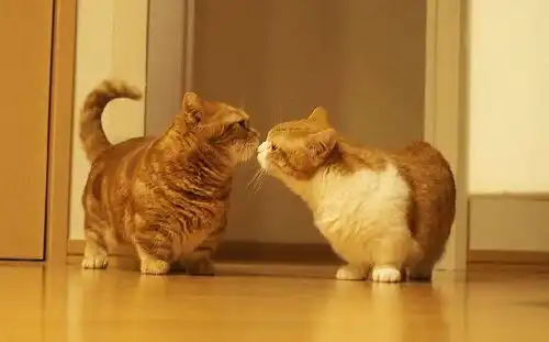 猫鼻支会一个眼睛流泪吗
