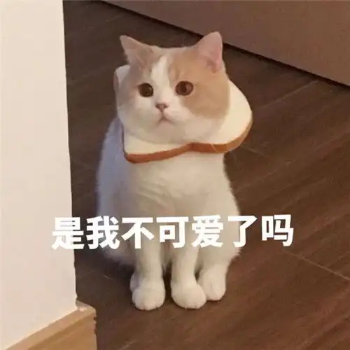 萌猫带字头像图片,萌猫带字撒娇表情包系的