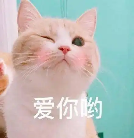 可爱的猫咪表情大全,请收藏备用
