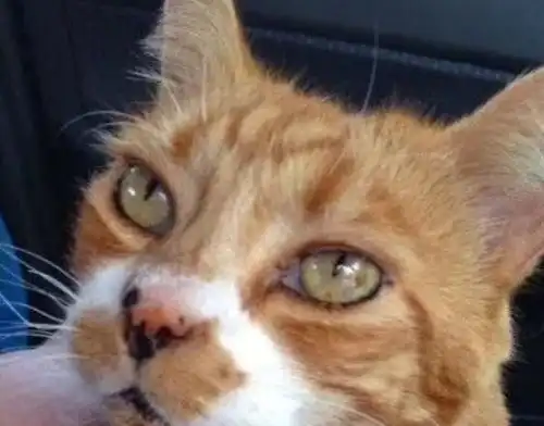 不是人选择猫,而是猫选择人4岁胖橘选择的9岁小孩已陪伴它14年