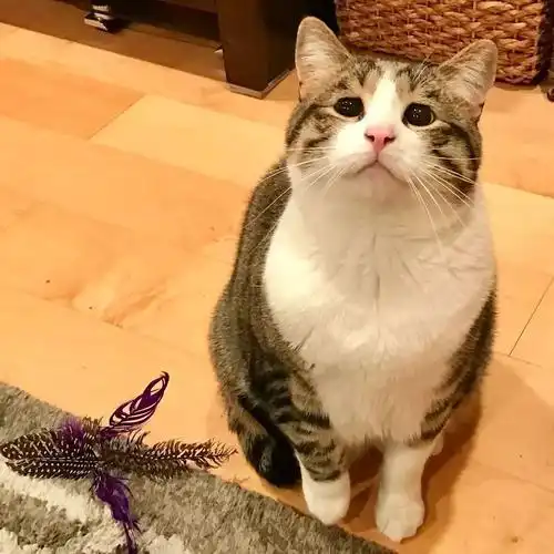 心理学以下哪只猫最惹人爱测测你的撒娇指数