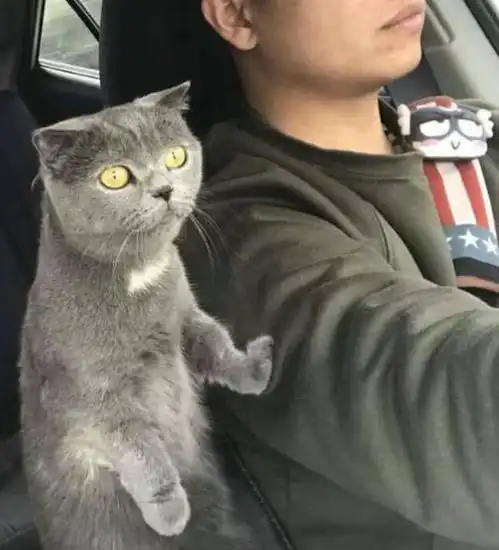 导语男子开车带猫咪出去玩,转头看到猫咪的表情,男子笑喷了