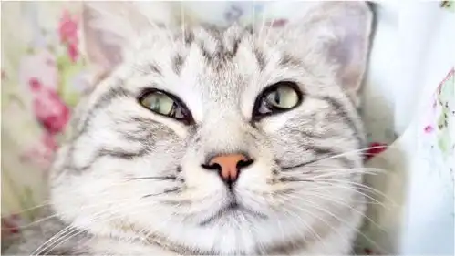 猫咪受了委屈,表情哀怨的埋怨主人,最后委屈到说话声越来越小