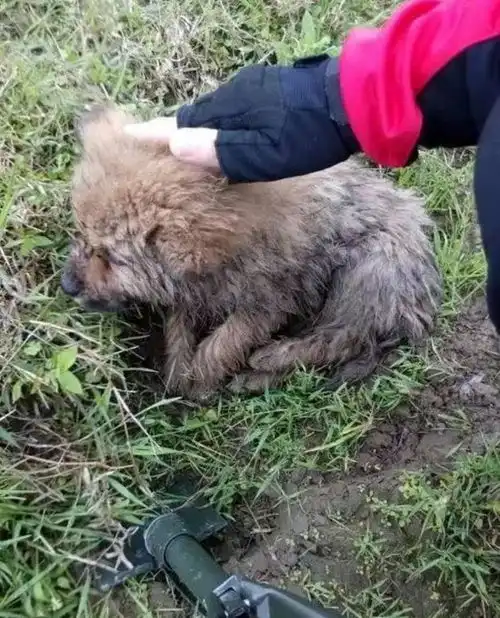 男子水沟发现小奶狗,将它救出来后,它的行为让人动容
