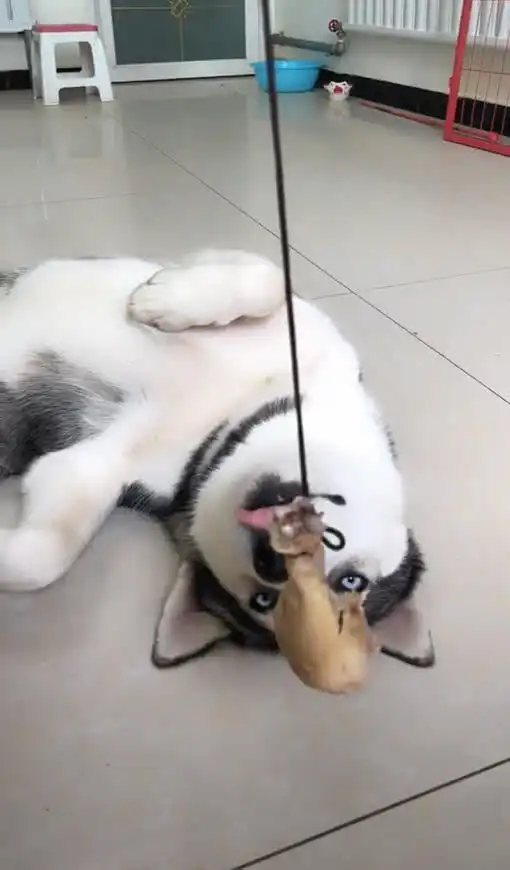 哈士奇在睡觉,主人把鸡腿放到狗鼻子上,接着二哈的表情惹笑众人