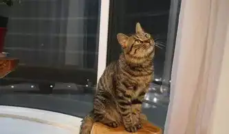 猫咪偷偷抹把泪表情包猫