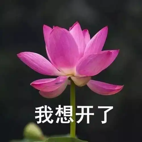 做表情包赚钱平台表情包