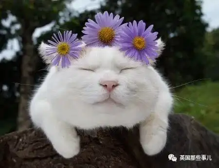 猫叔回猫星了它世无争的幸福表情,治愈了无数网友网易订阅
