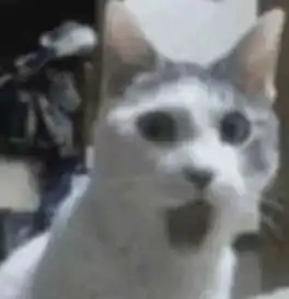 这款猫猫游戏也太令人不安了吧
