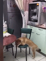 柴犬表情包卡通gif凳子