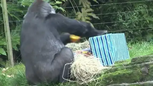 游客给猩猩送了生日礼物,当他打开礼品盒的时候,请憋住不要笑