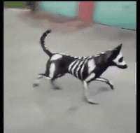 搞笑gif这就是所谓的好奇心害死猫吧