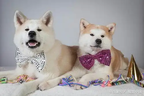 什么狗漂亮又好看世界最漂亮的狗狗排名榜前十名