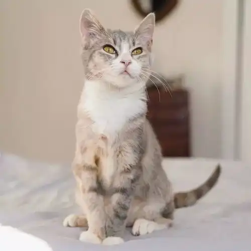 猫咪头像男生代表什么一