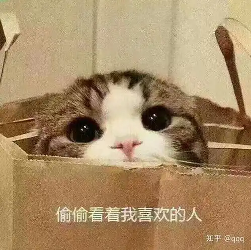 男生用猫猫表情包小猫咪