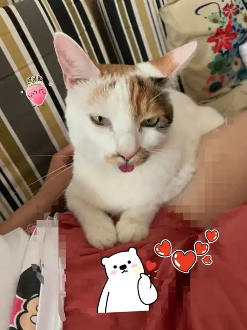 揭秘钢铁直男如何爱上小猫咪