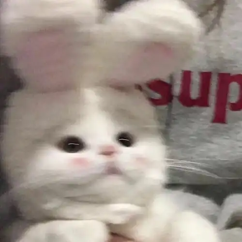 多种动物头像