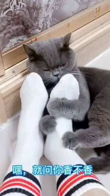 猫咪说,女人的脚竟然比男人的脚臭六倍