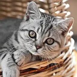 养猫记正确喂食营养搭配,光吃猫粮的猫猫更容易生病哦