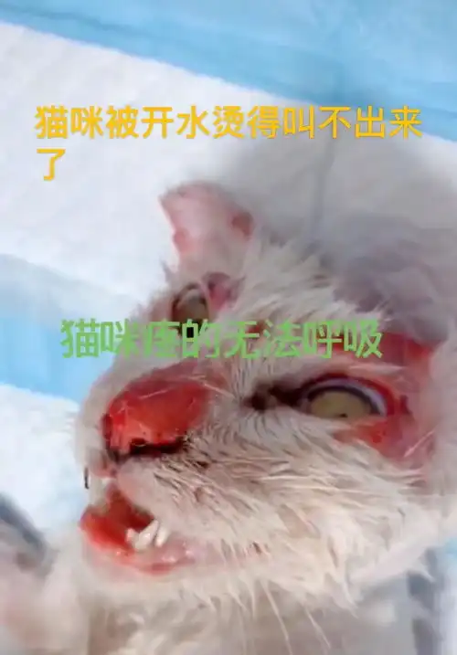 山西太原男子开水烫猫处理结果来了单位开除,警方批评警告