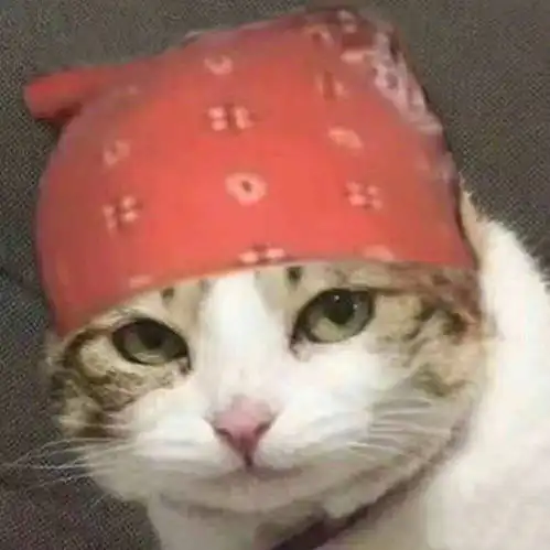 戴头巾猫咪头像猫咪头像头巾表情