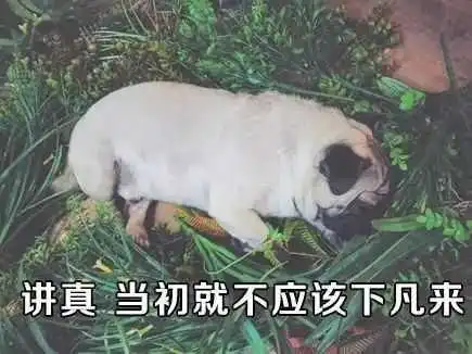 什么,你家狗秃出血了这是一段为了救狗,充满了苦难与波折的动人故事知乎