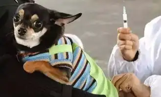 荣盛物业倡导文明养犬,构建和谐社区
