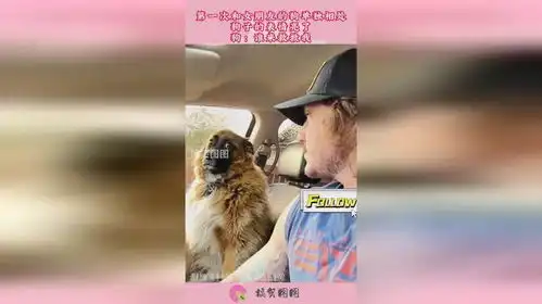 第一次和女朋友的狗单独相处,狗子的表情亮了,狗谁来救救我