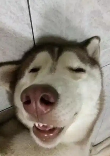 哈士奇睡姿迷人,没想到笑容更迷人