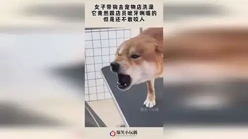 女子带狗去宠物店洗澡,它竟然跟店员呲牙咧嘴的,但是还不敢咬人