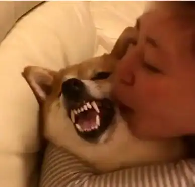 柴犬被主人强行亲了一口,一脸不愿意呲牙反抗,主人扭头却笑脸相迎