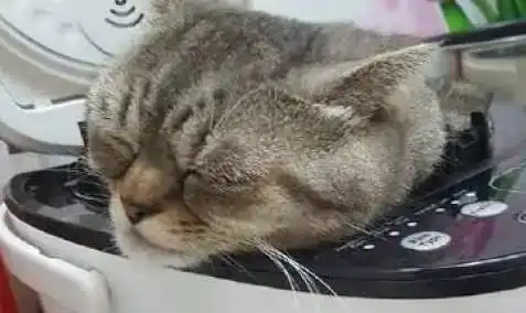 主人忘记关电饭煲,猫咪整个钻了进去,一副享受的小表情亮了