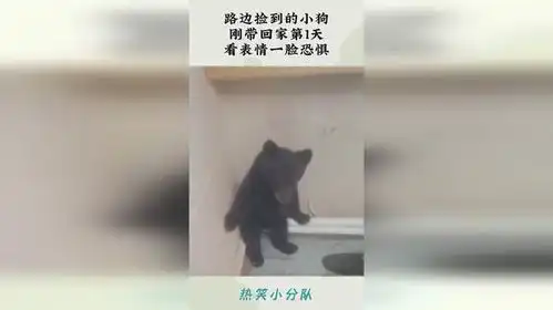 路边捡到的小狗,刚带回家第1天,看表情一脸恐惧