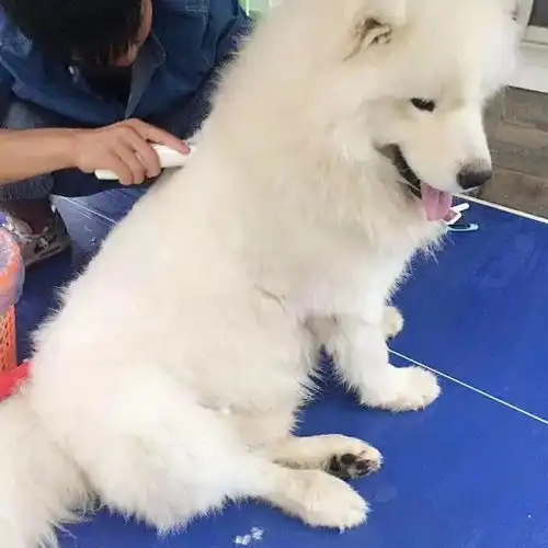 男生抱萨摩耶头像二哈