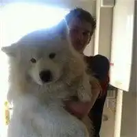 男生抱萨摩耶头像萨摩耶