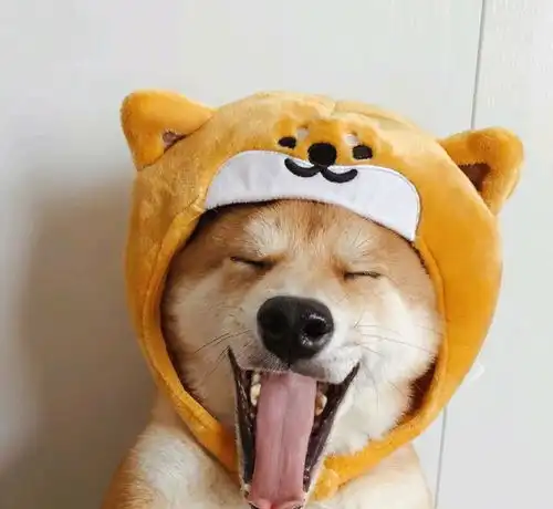 宠物狗梳毛剃毛及染毛知识