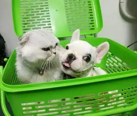 带一猫一狗去洗澡,牛牛的热情让猫受不了