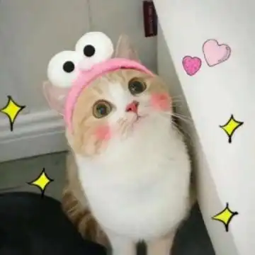 可爱猫咪头像高清萌萌哒2020微信萌宠头像猫咪呆萌