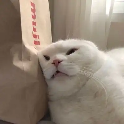 猫咪头像男生代表什么卖