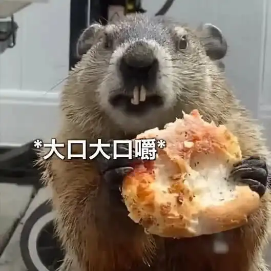 家门口有一只吃播土拨鼠,大口吃着披萨,狗子都馋哭了