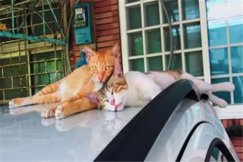 男子凌晨遇气肿流浪猫收养送医