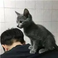 男生抱猫咪头像图片男生