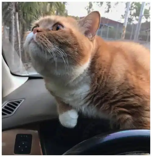 主人开车带橘猫出门,大橘吓得张大嘴巴朕的江山可真大啊