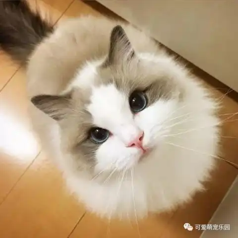猫咪表示,周末还是在家躺着最舒服