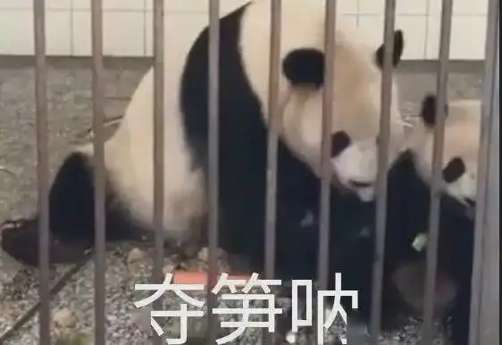 夺笋表情包老赵