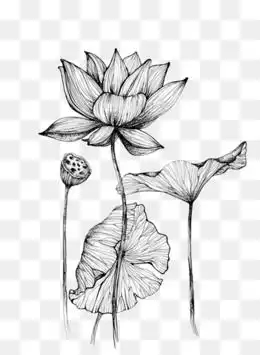 免费下载荷花素描图片大全千库网png